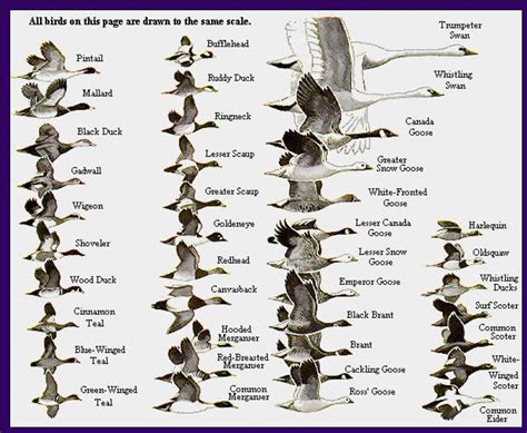 The World Of Amazing Waterfowl Birds Hubpages