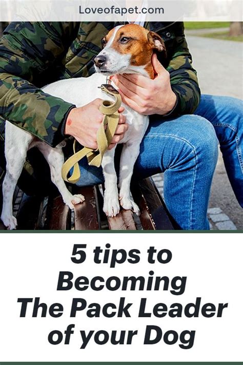 How To Become Dog Pack Leader Stom