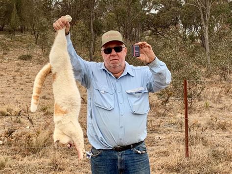 Major Csiro Study On Feral Cat Control Sporting Shooter