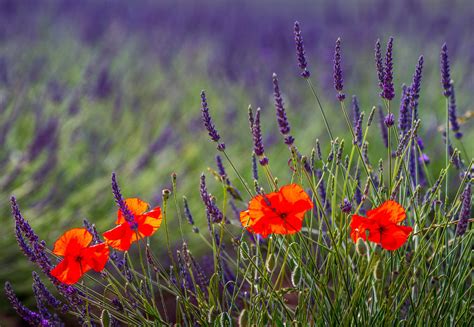 Nature Lavender Field Poppies