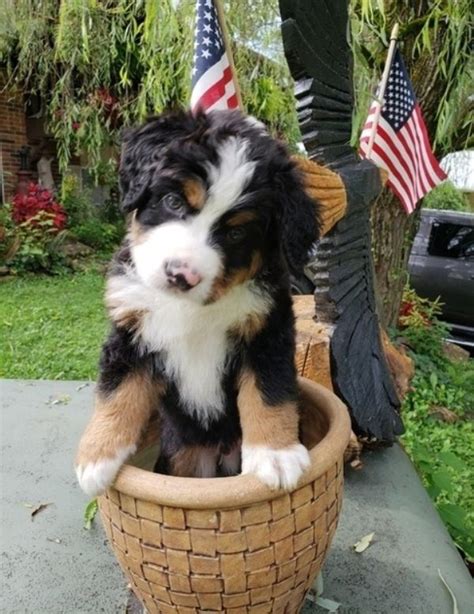 We sell bernese mountain dog puppies, and ensure that they are healthy and look beautiful and active. Bernese Mountain Dog Puppies For Sale | California Street ...