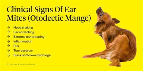 Dog Ear Mites Vs Ear Wax How To Spot The Difference Dutch
