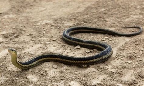 Eastern Garter Snake