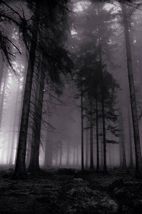 Feeling Guilty And Gloomy Like This Forest Mystical Forest Dark