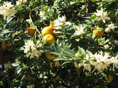 Chinotto orange blossoms and fruit | Los Angeles County Arboretum | Flickr