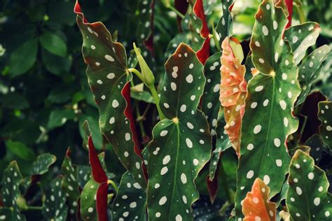 Free Images Flower Terrestrial Plant Botany Leaf Cactus