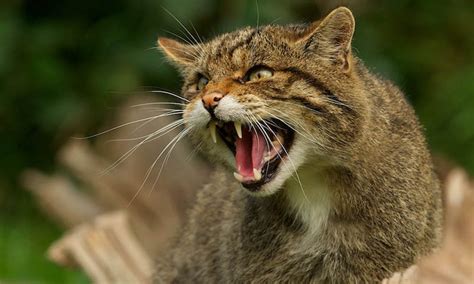 Scottish Wild Cat Lake District Wildlife Park