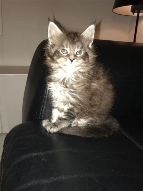 Also a farm cat, the maine coon resembles a raccoon. Maine Coon Cats For Sale | Philadelphia, PA #290593