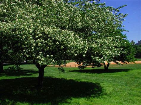 The following is a list of recommended trees and shrubs for western washington. Washington Hawthorn In Central Park, a late spring, early ...