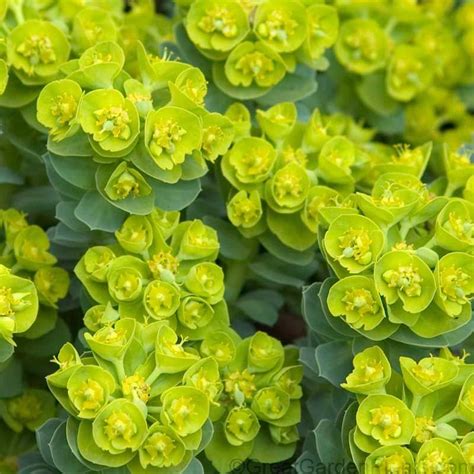 Maybe you would like to learn more about one of these? perennials-sun-plants-drought-proof-euphorbia-myrsinities ...
