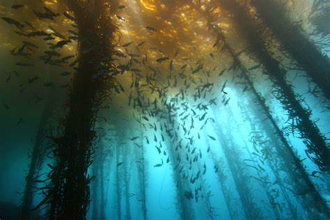 Kelp Forest Wallpapers Wallpaper Cave