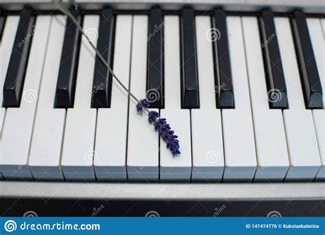 Sprig Of Fresh Lavender On The Piano Keys Stock Photo Image Of