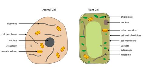 Here is an electron micrograph of an animal cell with the labels superimposed: Cell Structure Worksheet - EdPlace
