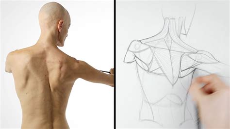 How To Draw Collar Bones Guide For Beginners And Advanced Artists