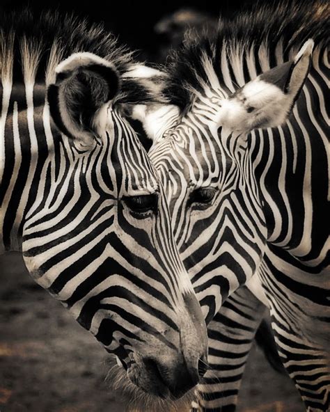 Optical Illusion Zebras Stripes Black And White Blackandwhite