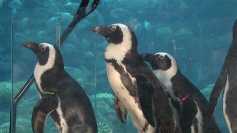 Florida Aquarium Penguins Share Special Bond With Staff