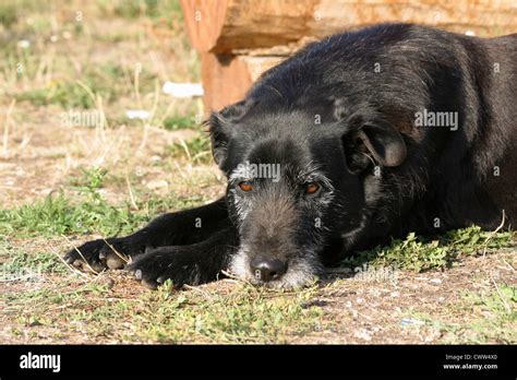 Tired Old Dog Stock Photo Alamy
