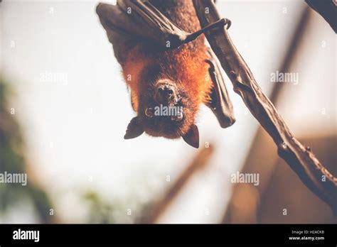 Bat Hanging Upside Down And Looking Surprised Stock Photo Alamy
