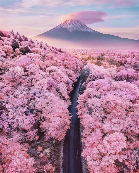 Mount Fuji Cherry Blossoms 2019 Composite Photo By Hobopeeba