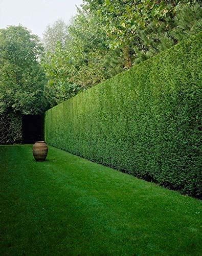 What Is A Fast Growing Evergreen Hedge The Best Hedges For Screening