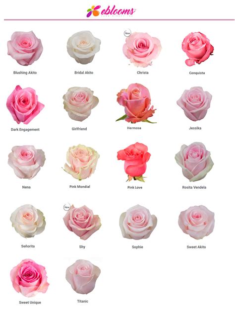 Bridal Akito Rose Variety Light Pink Ebloomsdirect Eblooms Farm