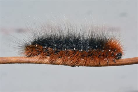 52 Hq Pictures Orange Caterpillar With Black Hairs Those Flashy Fall