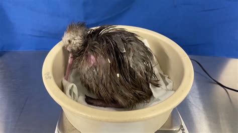 Kiwi Chick Hatched April 7 2022 At The Smithsonian Conservation Biology Institute Youtube