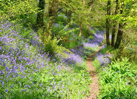 A British Spring Woodland