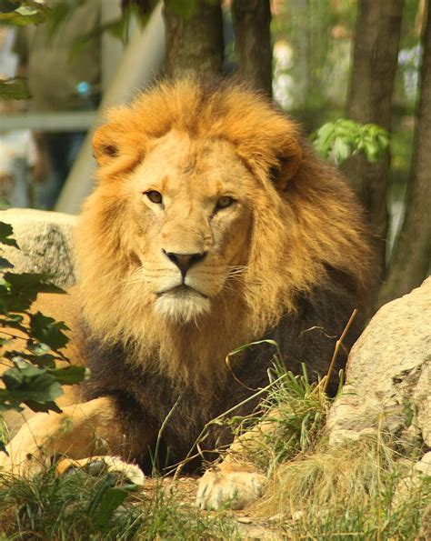 Lion Cat Animal Predator Carnivores Africa Animal World Mammal