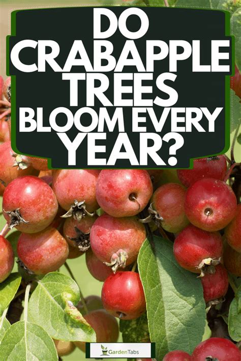 Do Crabapple Trees Bloom Every Year