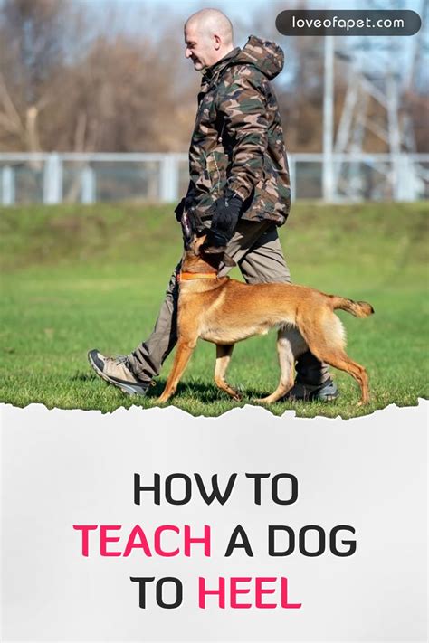 How To Teach A Dog To Heel Perfectly Love Of A Pet In 2020 Pets