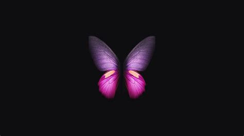 Pink Purple Butterfly In Black Background 4k Hd Butterfly Wallpapers