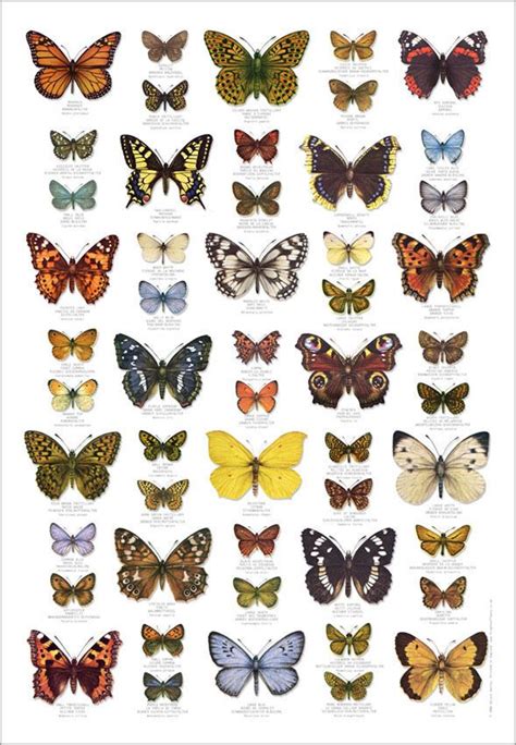 Pin By Alison On Natural Inspiration Butterfly Identification