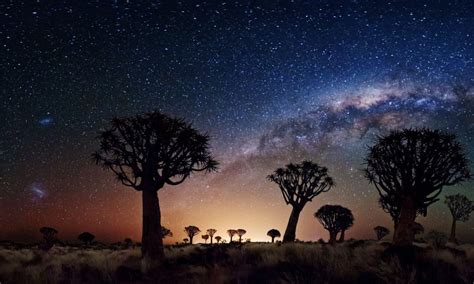 Night Landscape The Milky Way Trees Desert Area In Night Joshua Tree