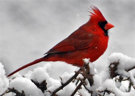 Cardinal In Snow Photograph By Lydia Holly Pixels