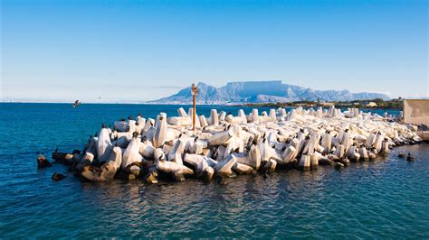 A Guide To Robben Island Travellocal