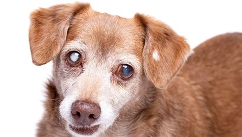 Natural Treatment For Cataracts In Dogs Top Dog Tips