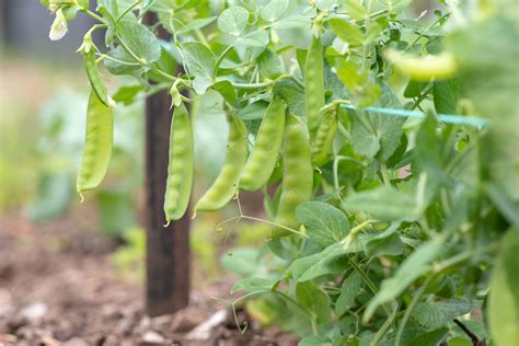 Growing Perfect Peas Jung Seeds Gardening Blog