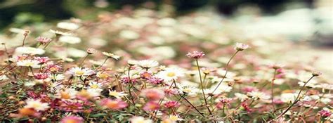 Daisies Field Flowers Girly Meadow Photography Facebook Cover Facebook