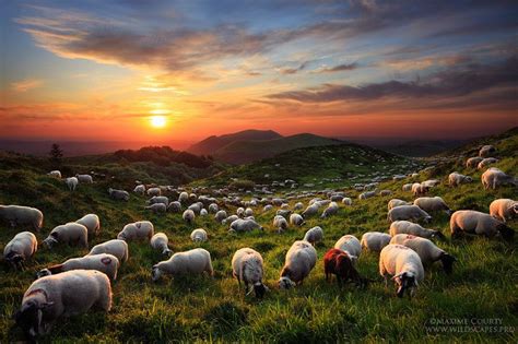 A Pleasing Sunset In Company Of A Huge Herd Of Sheep In The Hills Of
