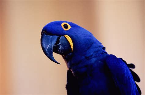 Hyacinth Macaw Bird Species Profile