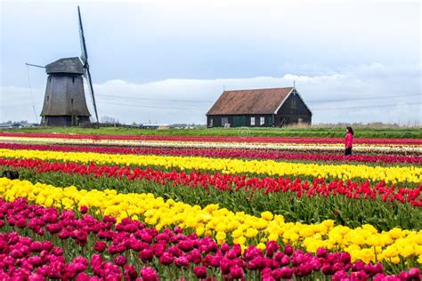 Windmills And Tulips Holland Field Full Of Flowers Stock Photo