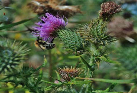 Health Benefits Of Cotton Thistle Properties And Uses