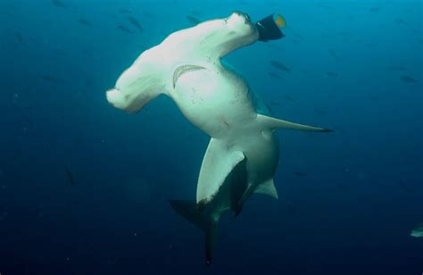 Sharktober Presents Unusual Sharks Turtle Island Restoration Network