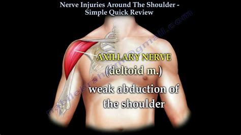 Nerve Injuries Of The Shoulder Axillary Nerve Everything You Need To