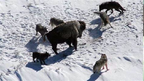 Opponents of wolf hunting seem to believe it is a slam dunk slaughter. Wolves Hunting Bison (Rare Footage)