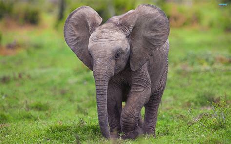 Baby Elephant Wallpapers Wallpaper Cave