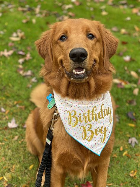 Birthday Birthday Bandana Birthday Boy Dog Birthday Birthday Dog