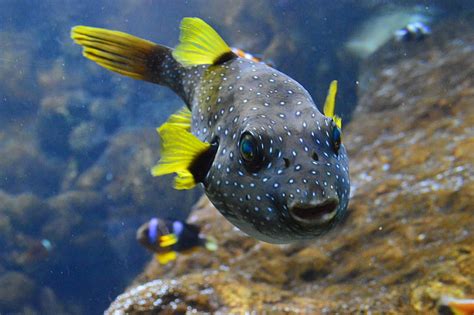 Free Photo Puffer Fish Fish Fins Water Animal Ocean Underwater