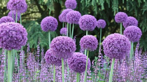 How To Plant Allium Bulbs Add Eye Catching Structure To Your Borders